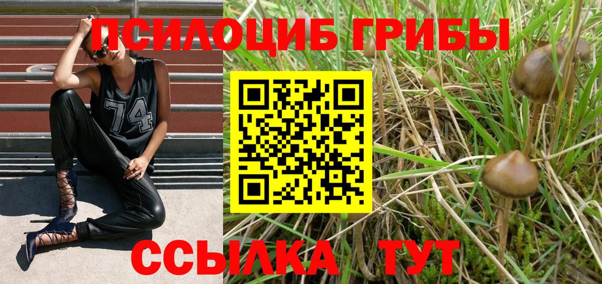 Чебоксары  Галлюциногенные грибы прущие грибы  Вход с VPN  Псилоцибиновые грибы Psilocybe 